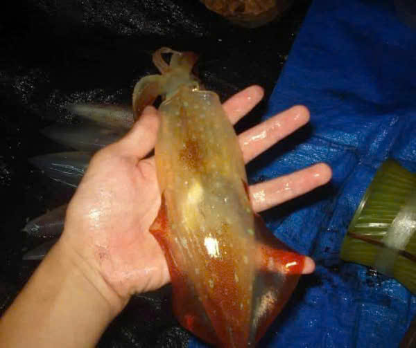 Squid Fishing